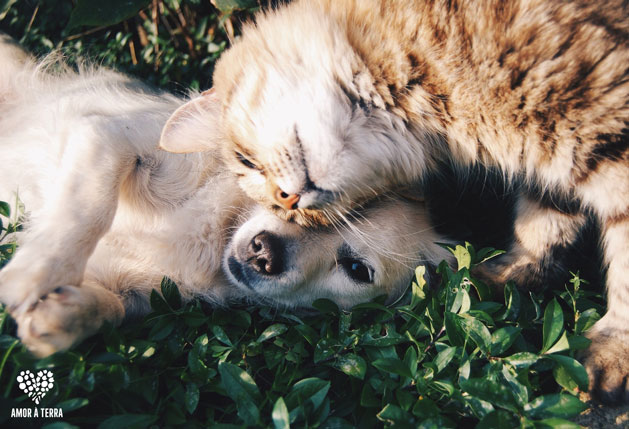 Spray Repelente Pulgas & Carraças - Gatos e Cães