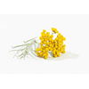 Óleo Essencial Helichrysum Touch Roll-On - 10 ml