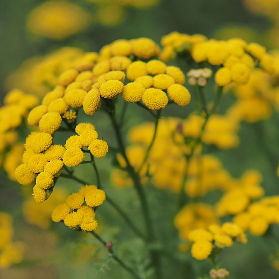 Blue Tansy (Tanaceto Azul) Óleo Essencial 5 mL