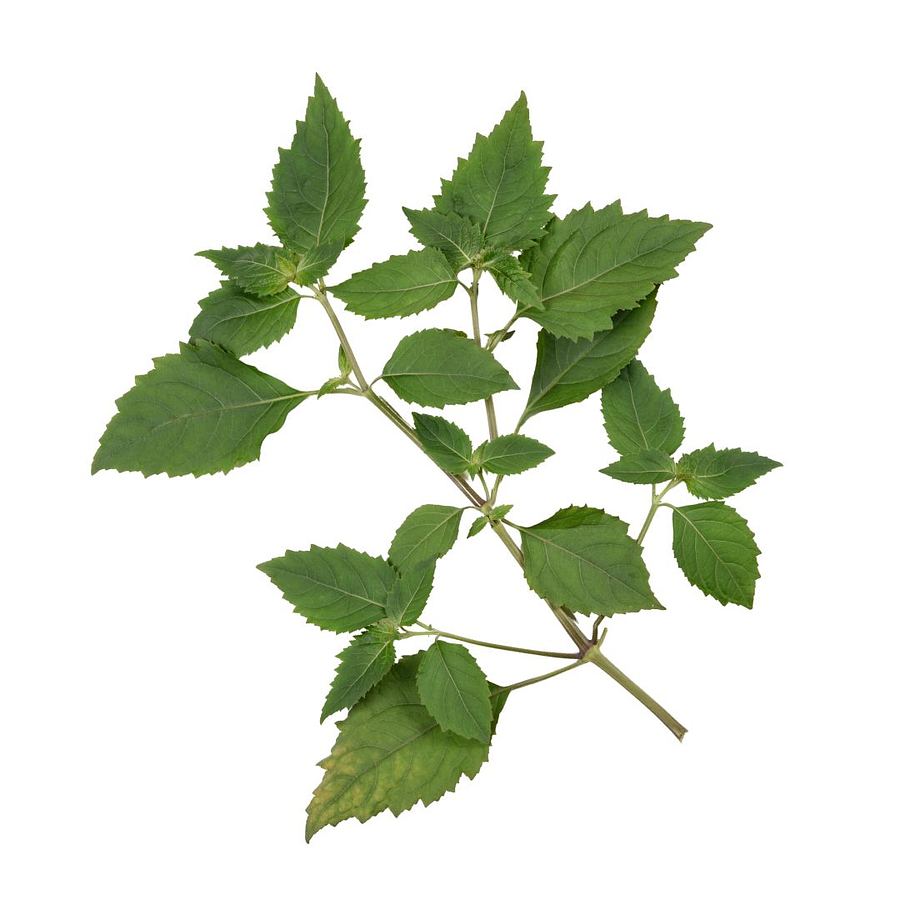 Patchouli Óleo Essencial 15mL