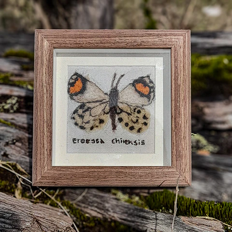 Mariposa Eroessa Chilensis
