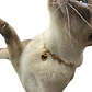 Collar Cadena Color Oro Dije Corazón Para Mascota Gato Perro - Miniatura 1