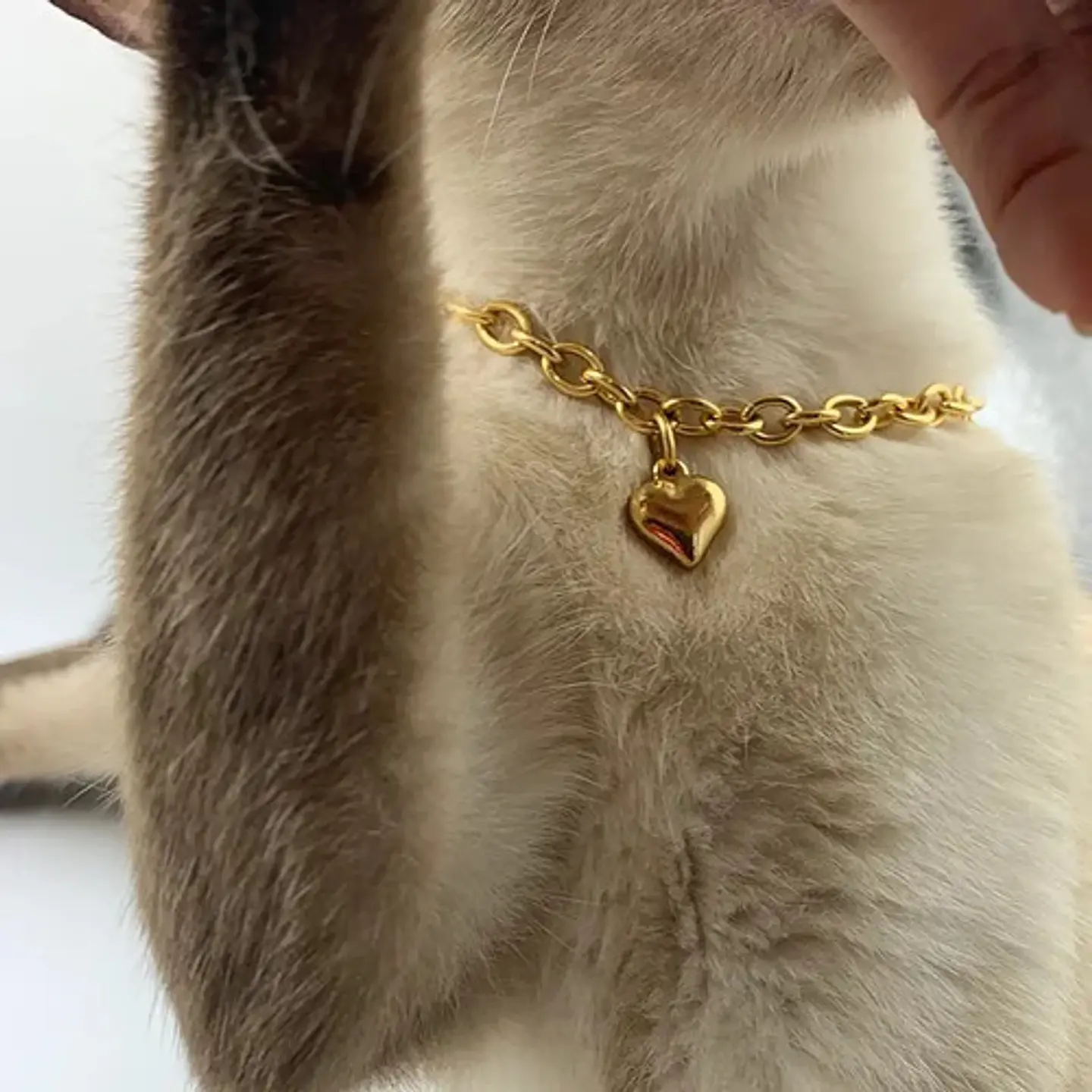 Collar Cadena Color Oro Dije Corazón Para Mascota Gato Perro 3