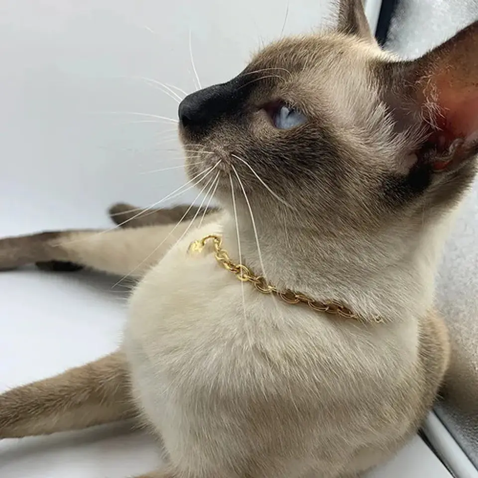 Collar Cadena Color Oro Dije Corazón Para Mascota Gato Perro 4