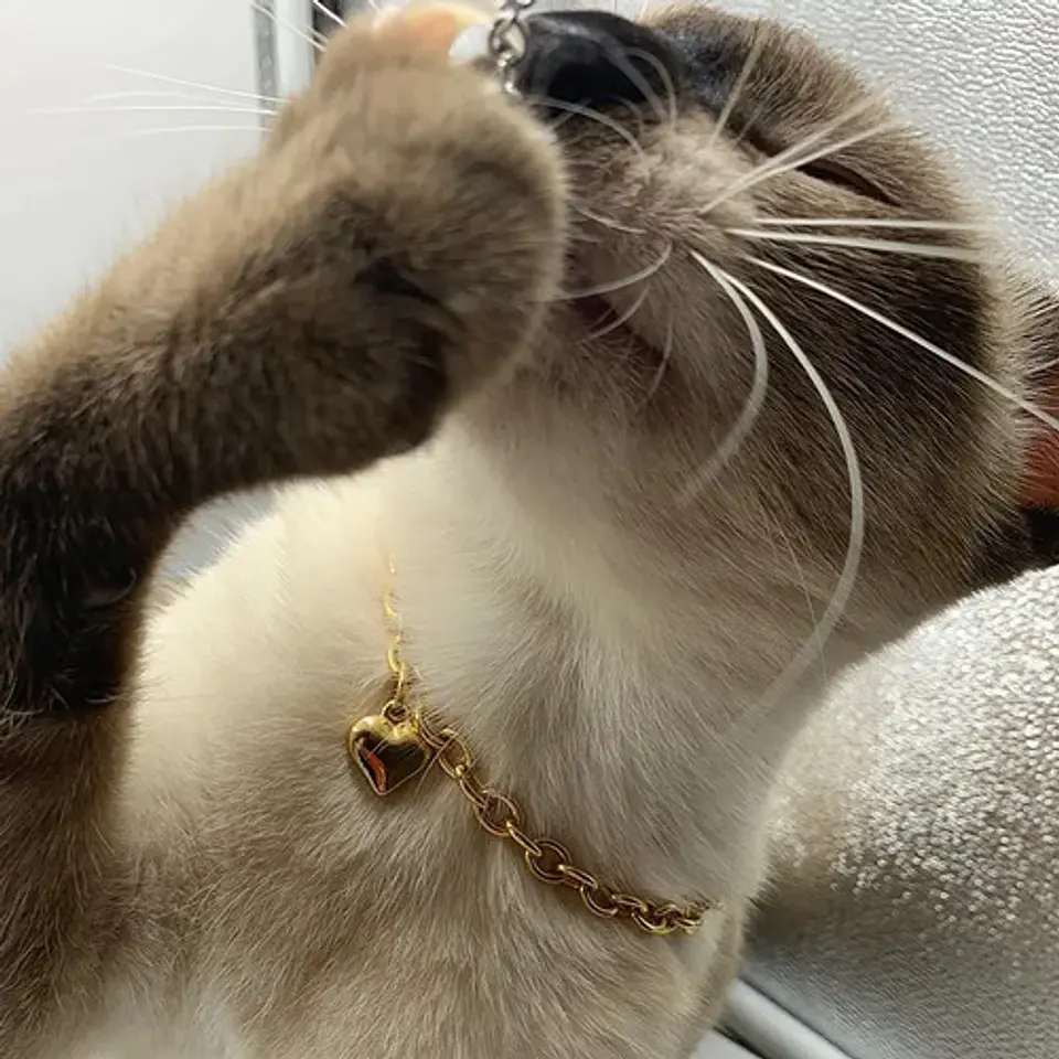 Collar Cadena Color Oro Dije Corazón Para Mascota Gato Perro 5