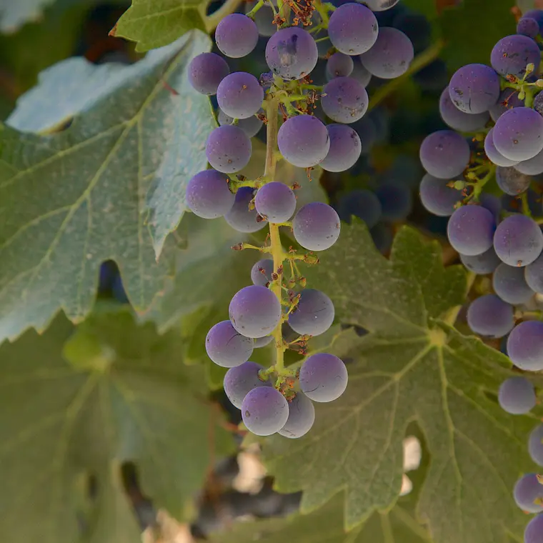 Private helicopter 4 Pax tour Vik Vineyard  8