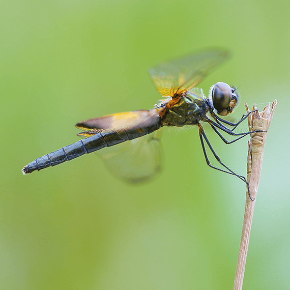 Filtro Macro NiSi Close Up NC Lens Kit 77mm- Image 12