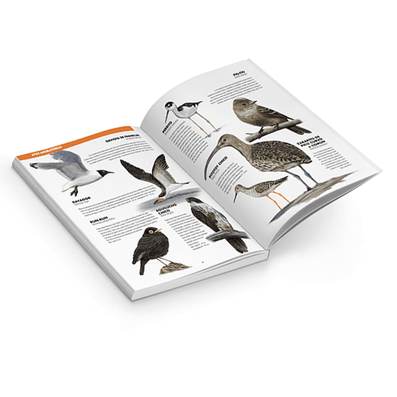 De Chincol a Jote: 200 Aves Chilenas Imprescindibles- Image 4