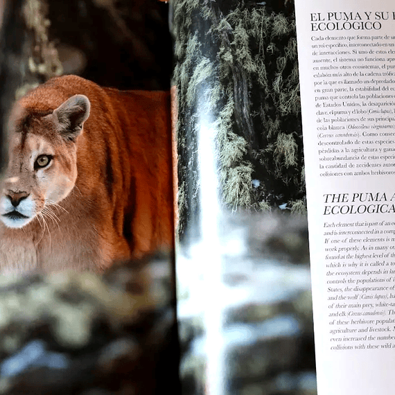 En el límite, Puma Torres del Paine- Image 3