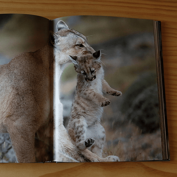 En el límite, Puma Torres del Paine- Image 6