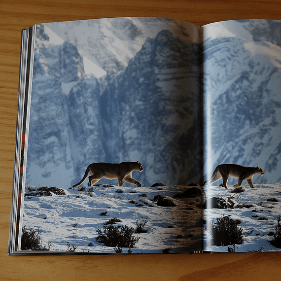 En el límite, Puma Torres del Paine- Image 7