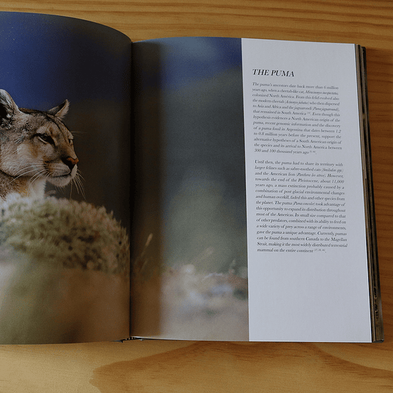 En el límite, Puma Torres del Paine- Image 10