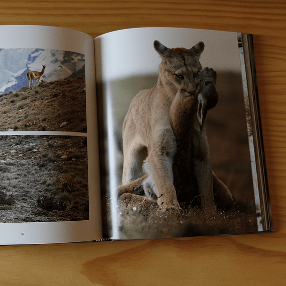En el límite, Puma Torres del Paine- Image 11