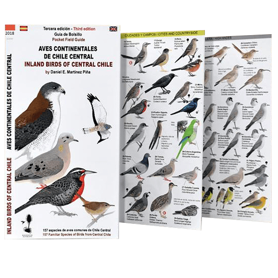 Guía de Campo Aves Continentales de Chile Central- Image 2