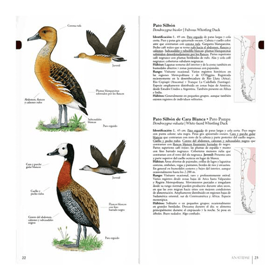Aves de Chile Guía de Campo Ilustrada- Image 3