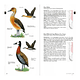 Aves de Chile Guía de Campo Ilustrada - Image 3