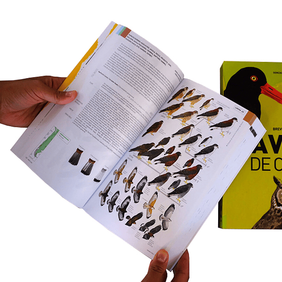 Aves de Chile: Guía de Campo y Breve Historia Natural- Image 3
