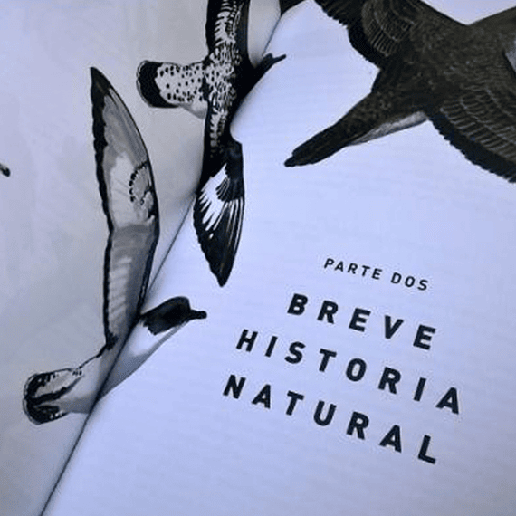 Aves de Chile: Guía de Campo y Breve Historia Natural- Image 4