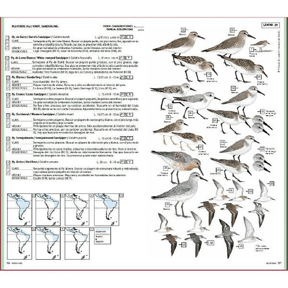Aves de Chile: Guía de Campo y Breve Historia Natural- Image 5