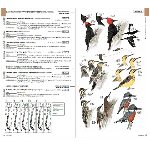 Aves de Chile: Guía de Campo y Breve Historia Natural- Image 7