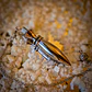 PÉNDULO TESTIGO METAL - Miniatura 4