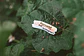 Letters Draw - Stickers - Miniatura 2