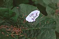 Letters Draw - Stickers - Miniatura 3