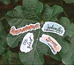Letters Draw - Stickers - Miniatura 1