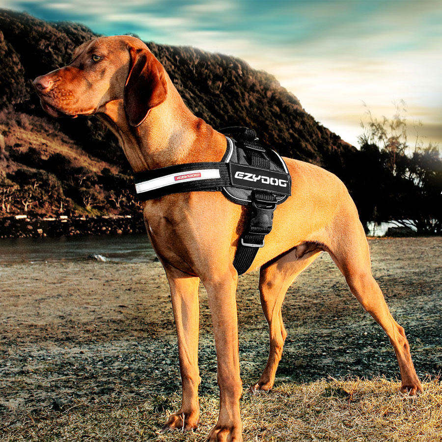 Arnés CONVERT | EZYDOG | Color Rojo | Talla M