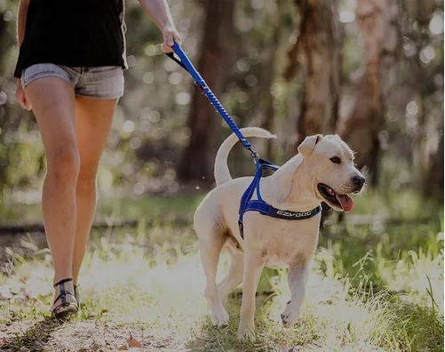 Arnés QUICCKFIT | EZYDOG | Color Azul | Talla L