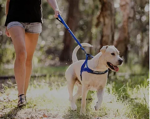 Arnés QUICCKFIT | EZYDOG | Color Azul | Talla L
