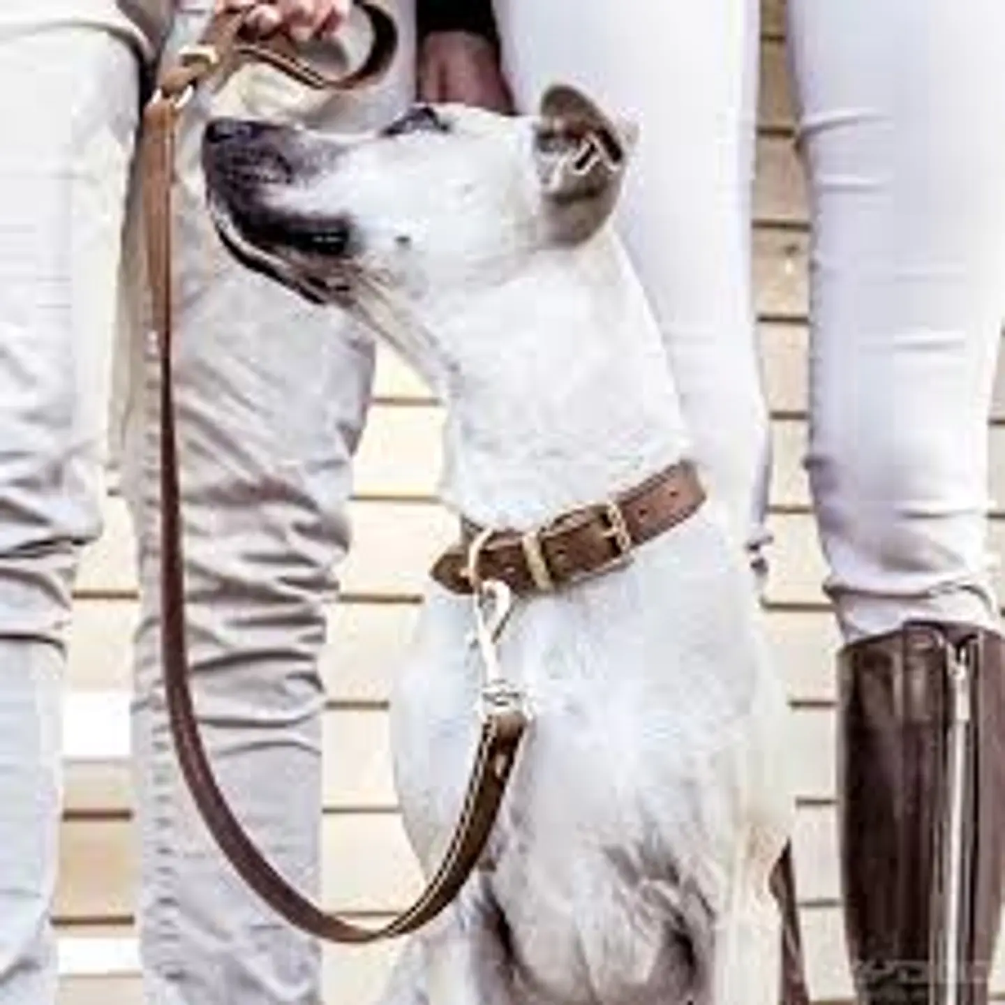 Collar de Cuero OXFORD | EZYDOG | Talla M 2
