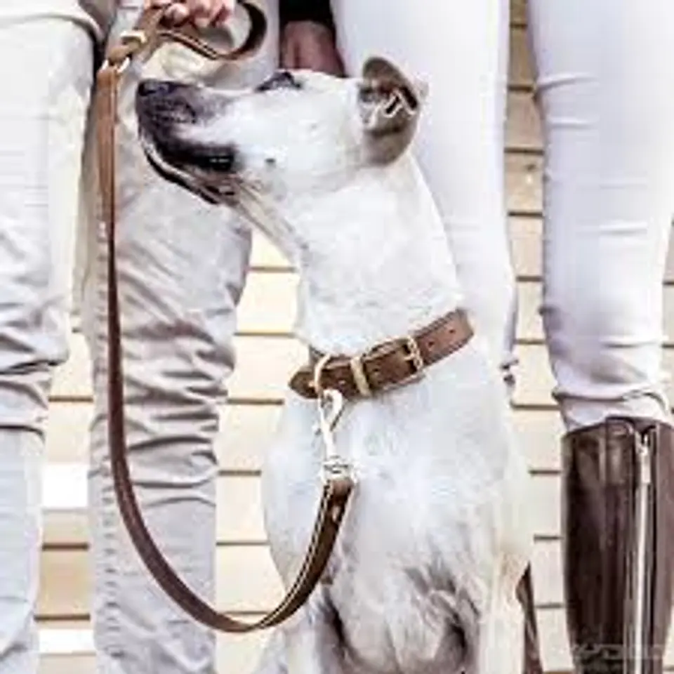 Collar de Cuero OXFORD | EZYDOG | Talla M 2