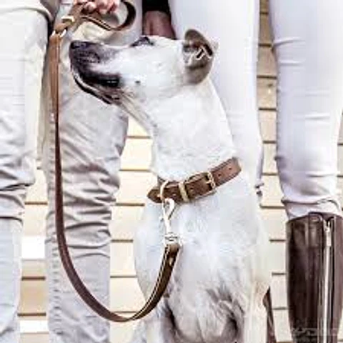 Correa de Cuero OXFORD | EZYDOG | Largo 120cm