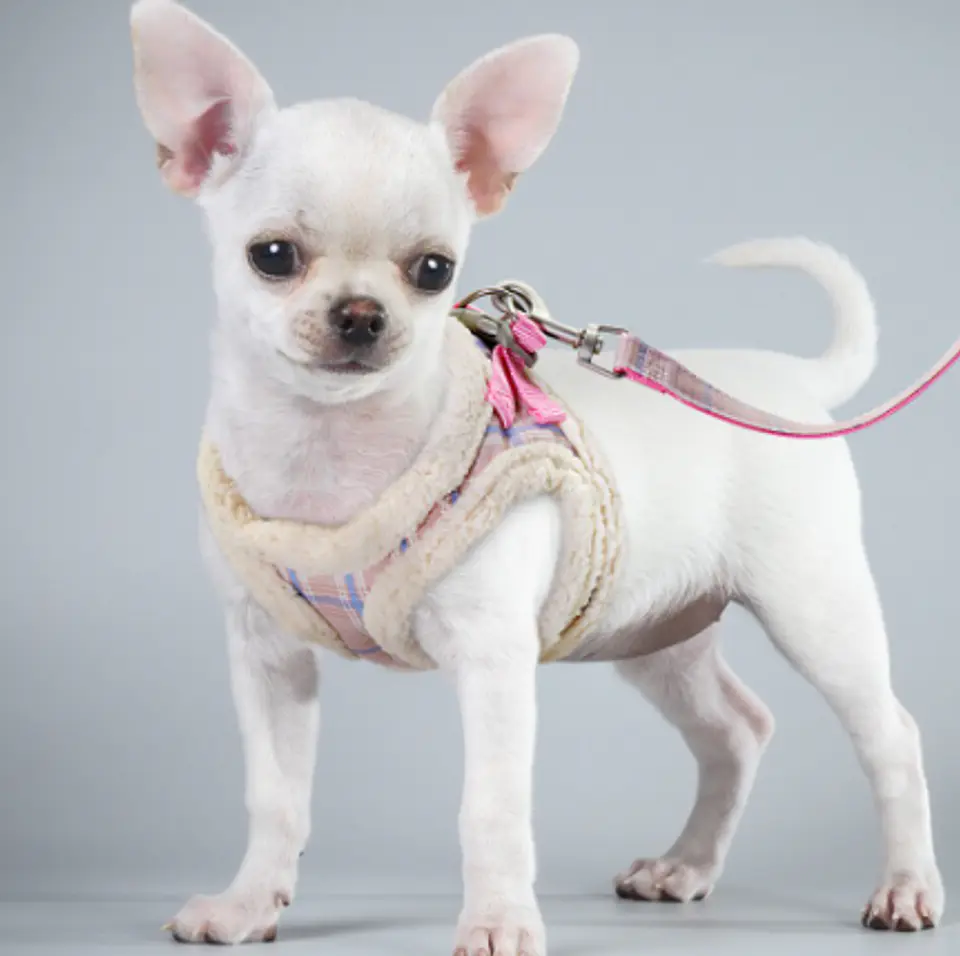Arnés Chiporro | Gatos o Perros Pequeños 2