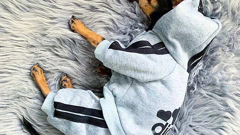 Buso diseño ADIDOG | color Plomo | Talla XL 