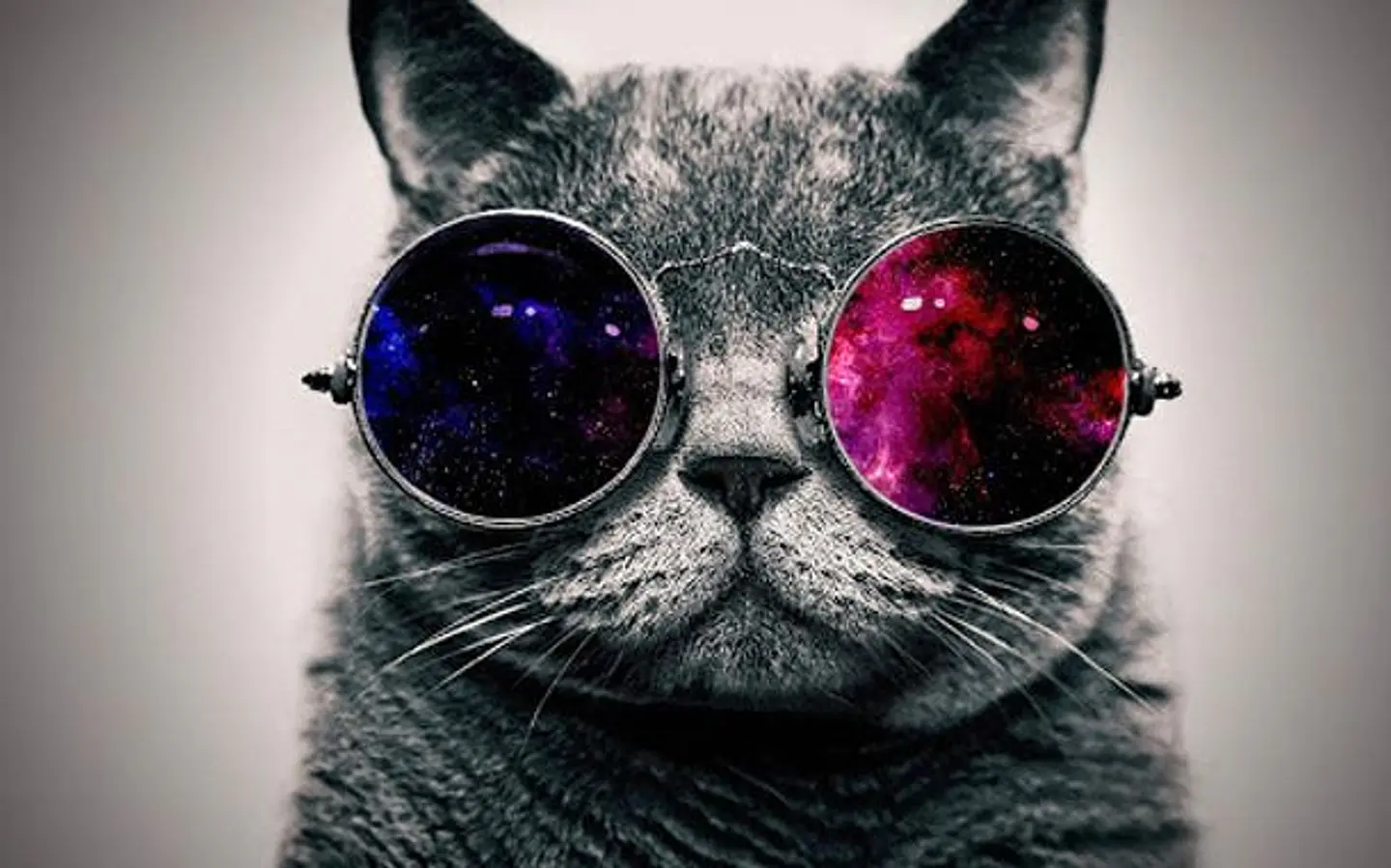 Lentes para gatos o perros pequeños 4