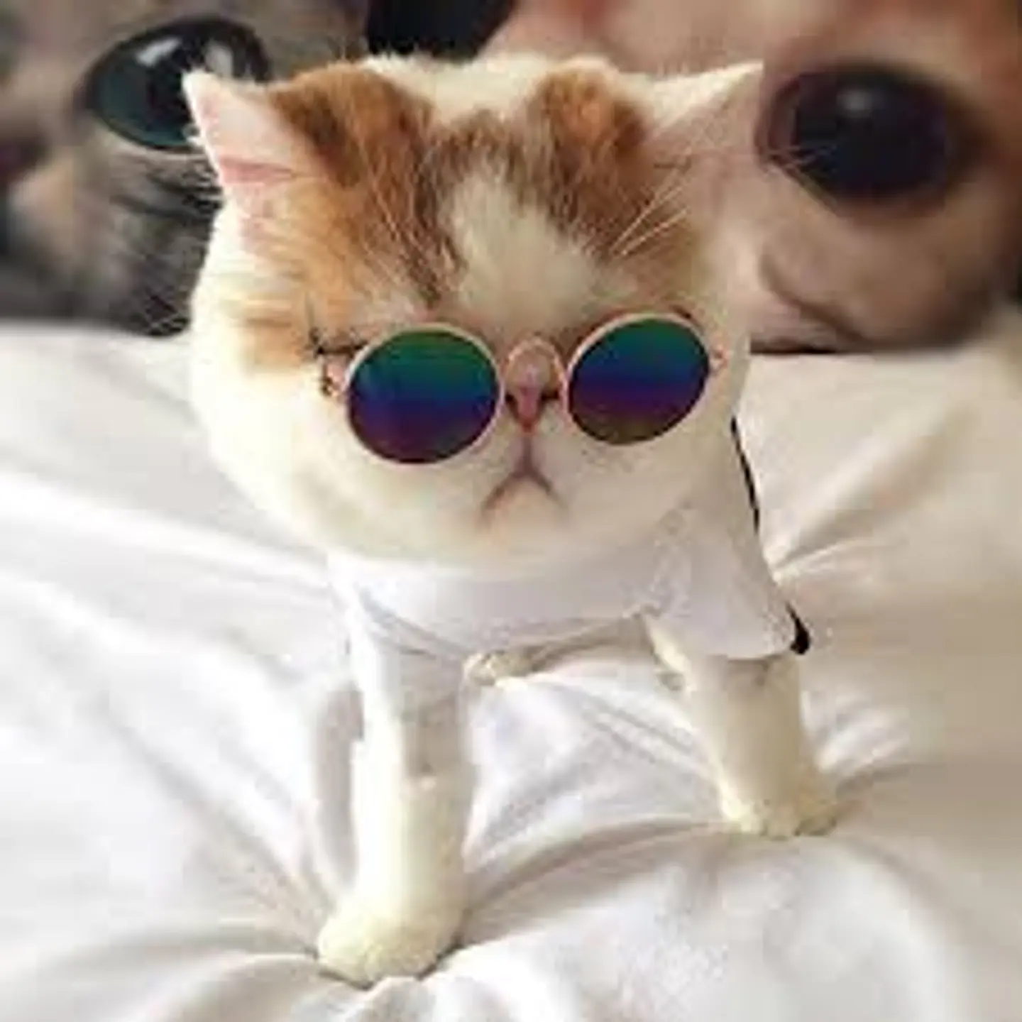 Lentes para gatos o perros pequeños 2