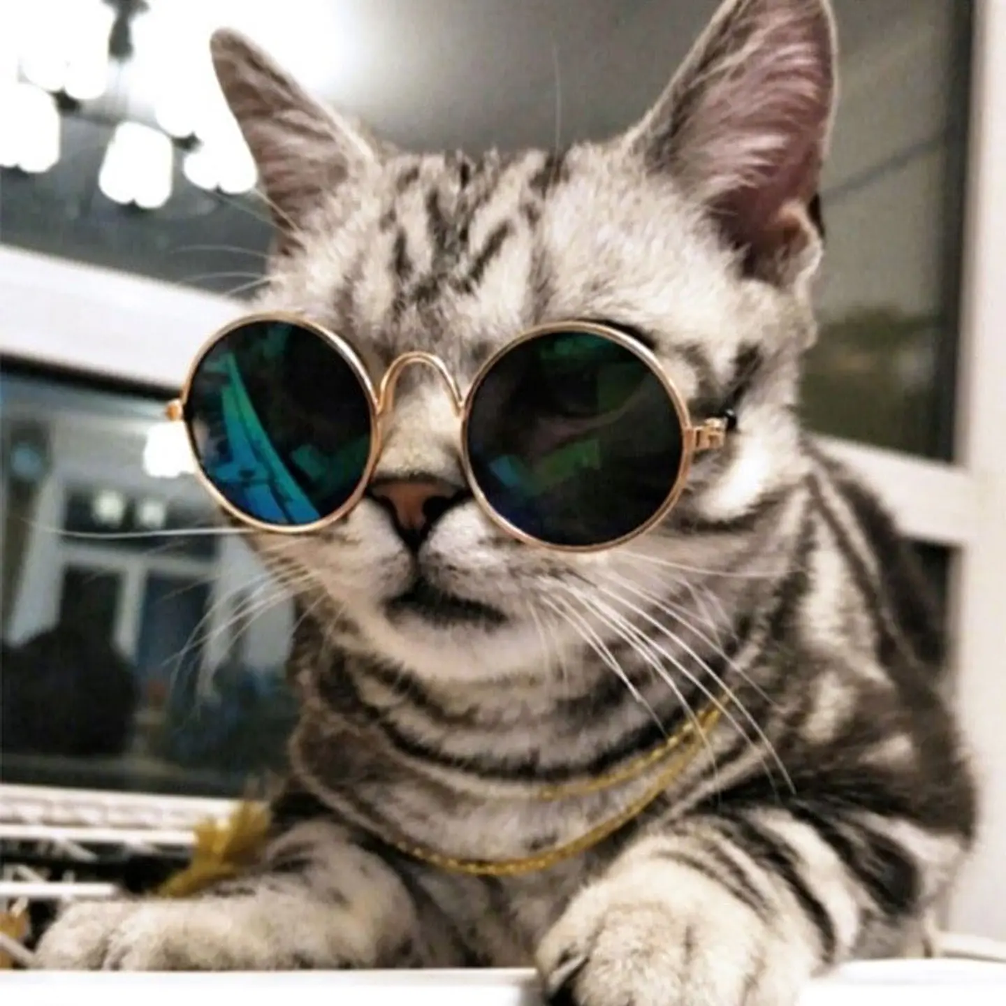 Lentes para gatos o perros pequeños 1