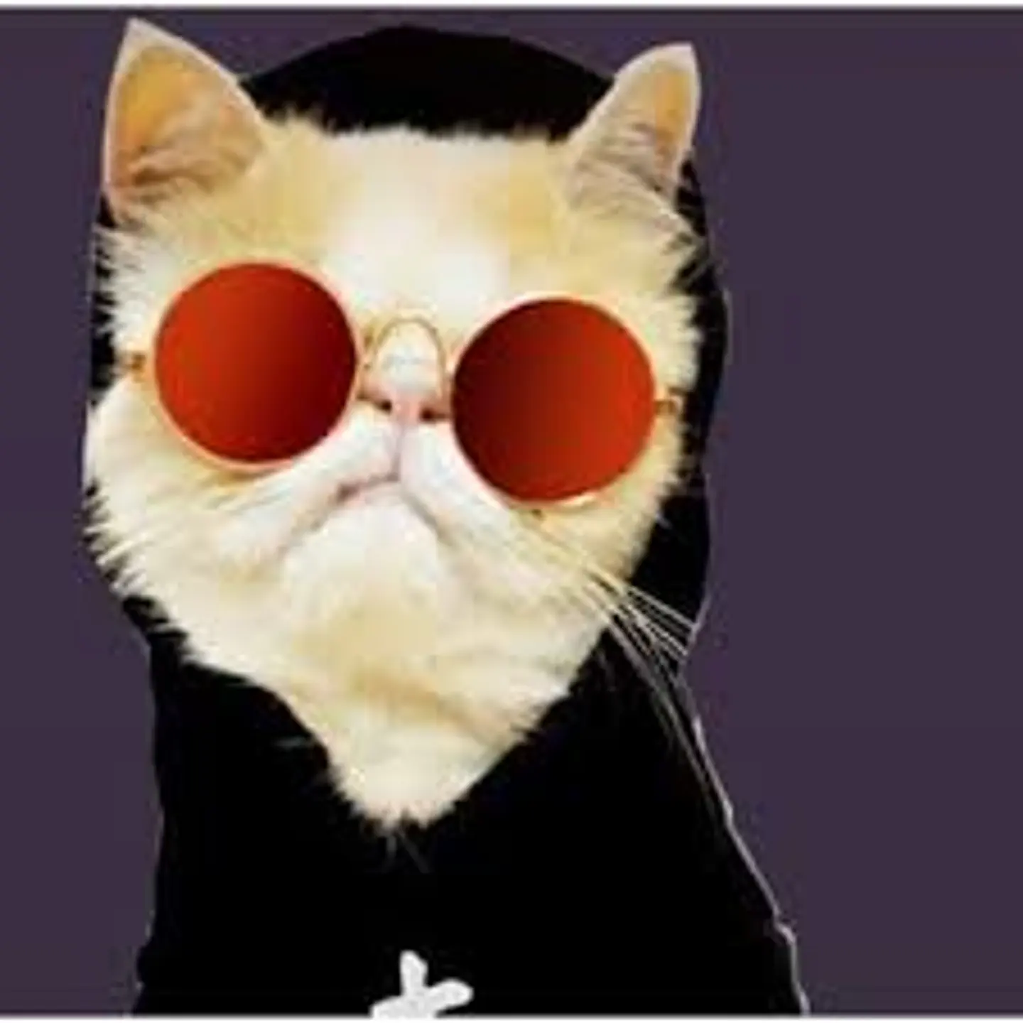 Lentes para gatos o perros pequeños 8