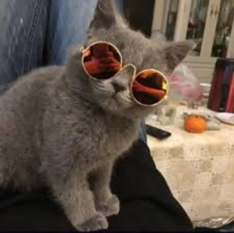 Lentes para gatos o perros pequeños 9