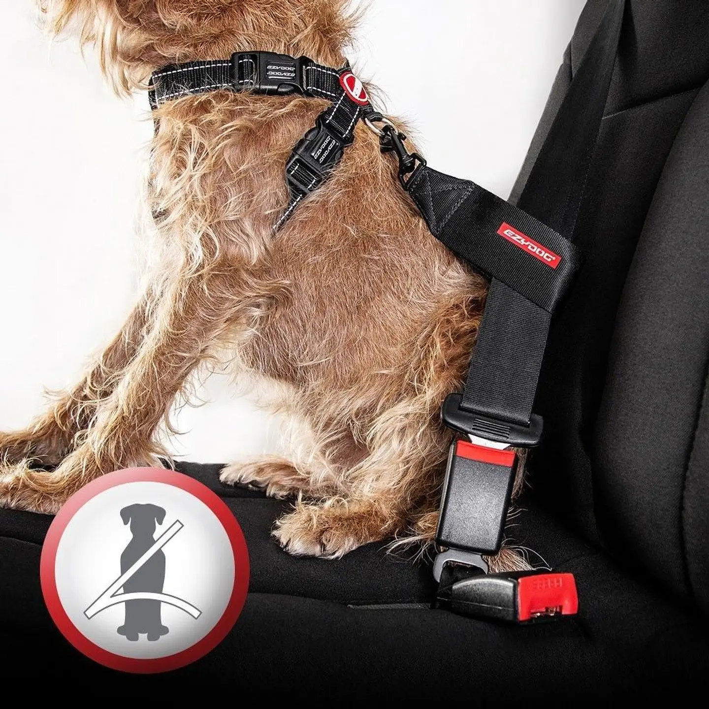 Cinturón de Seguridad | EZYDOG 2