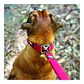 Collar DOUBLE UP | EZYGOG | Talla S | Color Negro - Miniatura 3