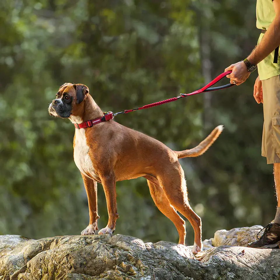 Correa ZEROSHOCK | EZYDOG | Verde Militar 2