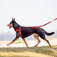 Arnés QUICCKFIT | EZYDOG | Color Azul | Talla L - Miniatura 5