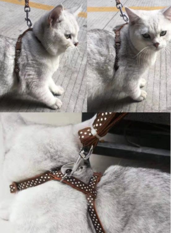 Arnes para gatos