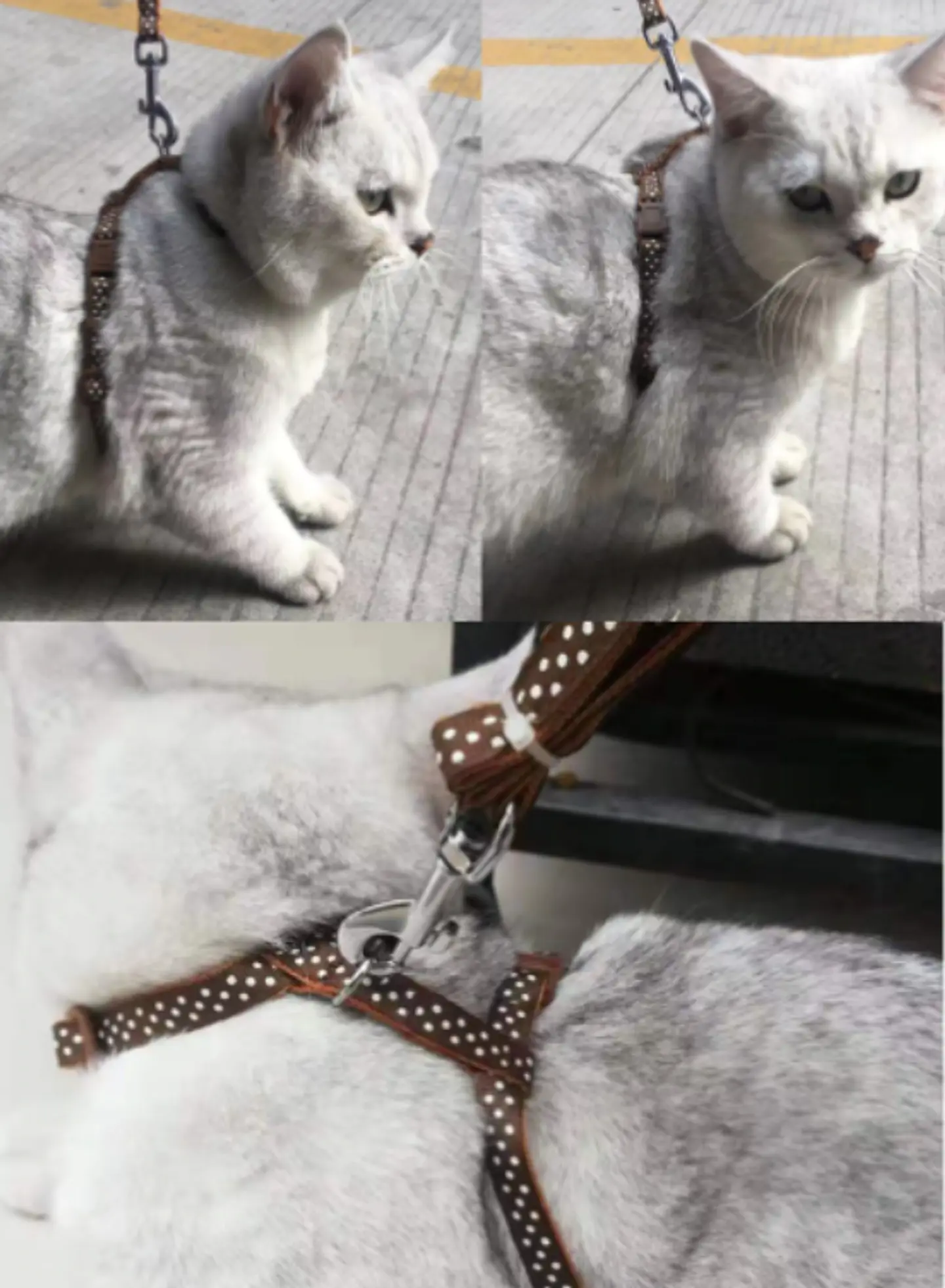 Arnes tipo Hanter para Gatos 1