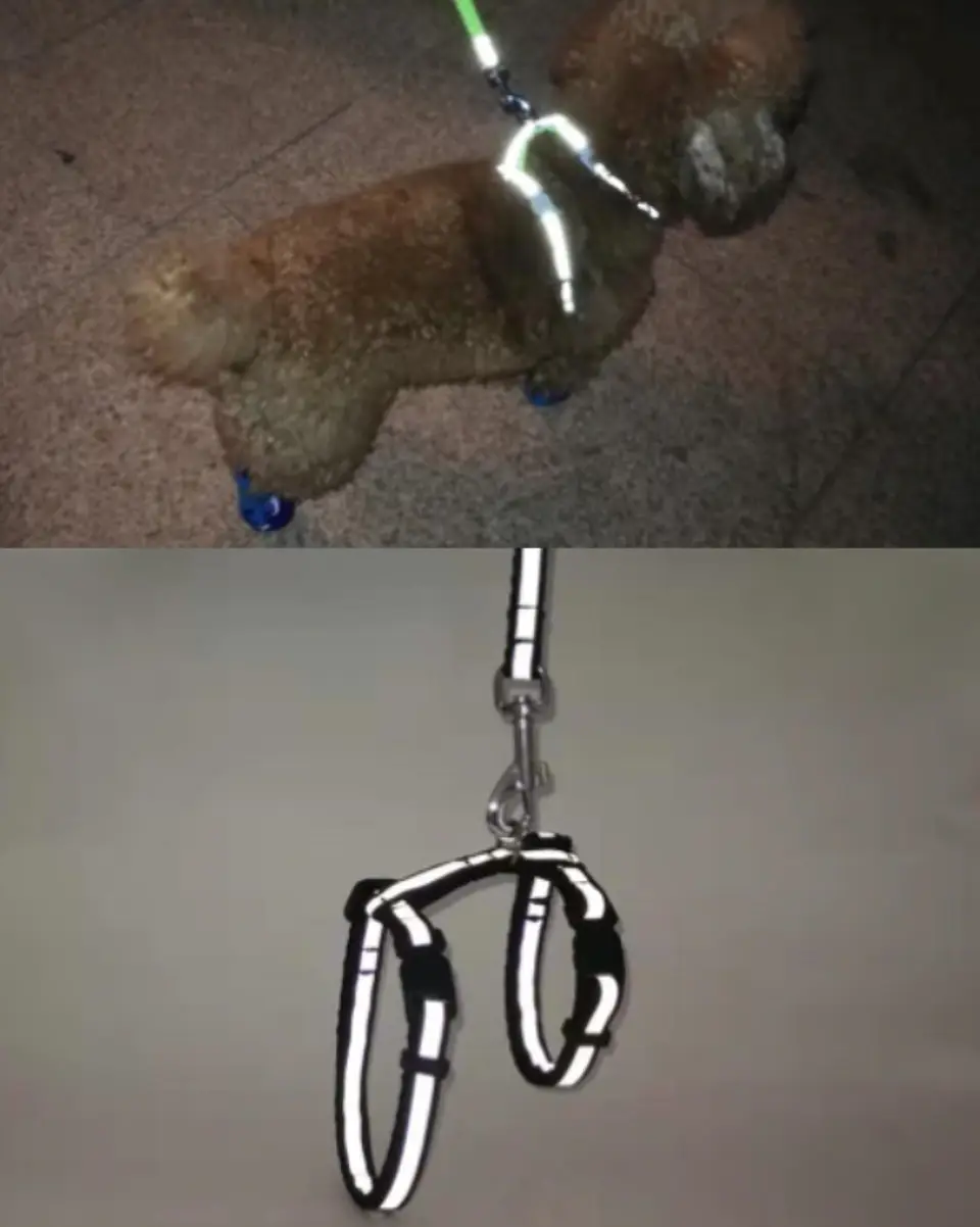 Arnes tipo Hanter para Gatos 3