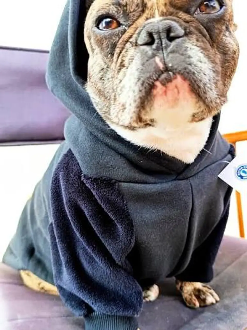 Poleron DogFace con Capucha Talla XL color Azul 4