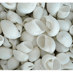 White Shells Variety Of Sizes